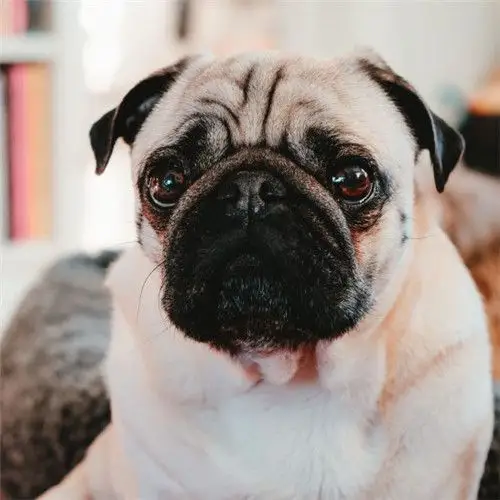 可爱的哈巴狗头像,呆萌可爱的哈巴狗图片