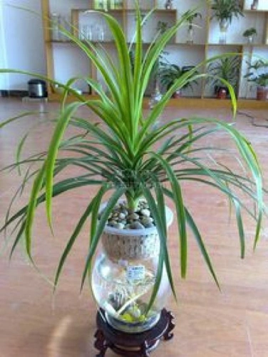 喜欢养花,不妨试试"富贵之花"龙雪兰,绿叶繁多,层层叠叠