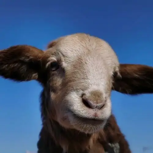 自截小羊头像侵删