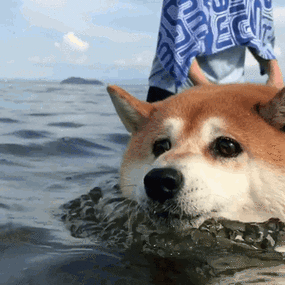 柴犬表情包合集史上最全版