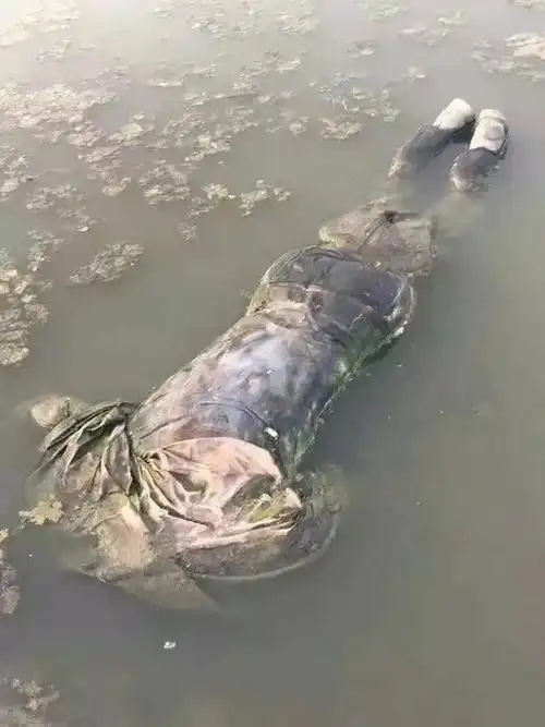 福建连江穷渔民捡到一160斤的大鱼卖得300万后连夜就搬家了