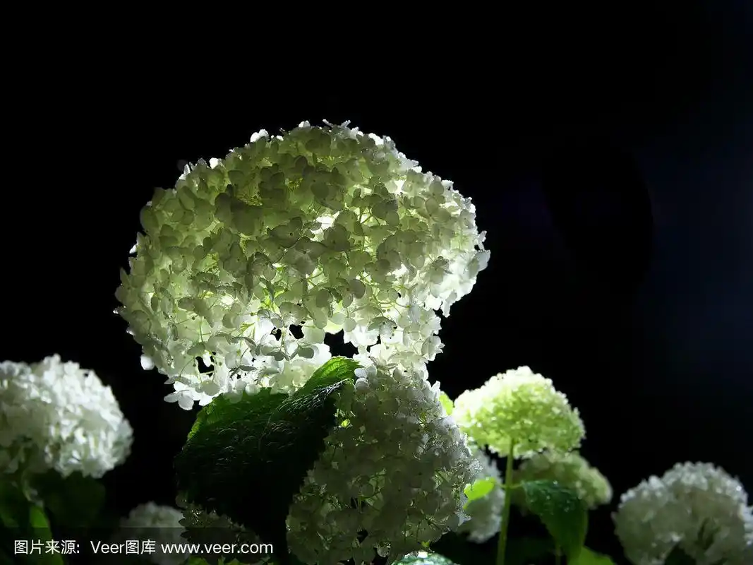 孤立光滑的绣球花或安娜贝尔在黑色背景的雨