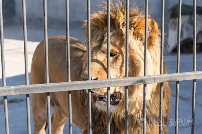 狮子是百兽之王在铁窗动物园圈养.电源和关在笼子里的侵略