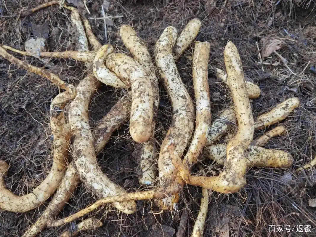 高山的"返蜜野山药"你吃过吗?