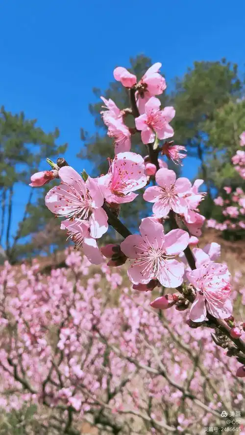 玉宝桃林,桃花盛开!