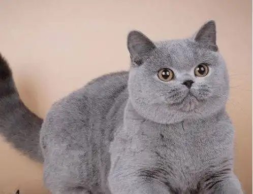 英国短毛猫-蓝猫