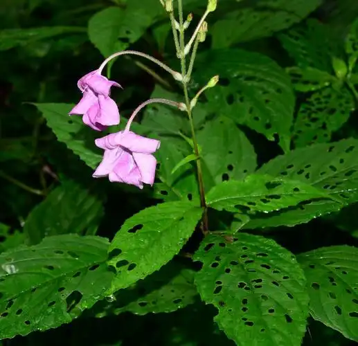 小溪保护区植物白接骨一