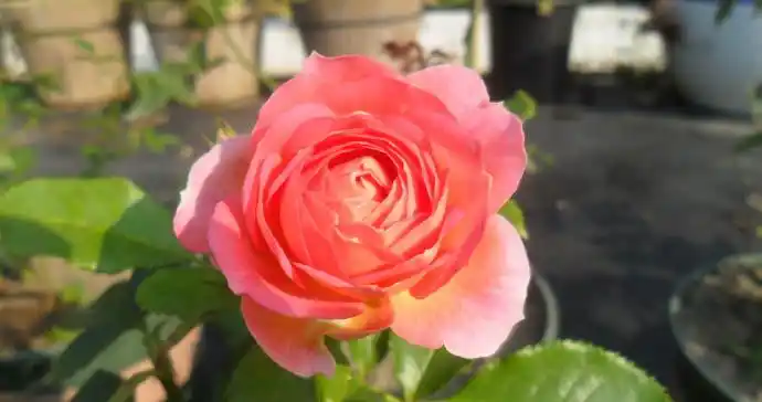 灌木月季 小魔女甜心(pch mignon)日文ペシェミニョン,日本fine rose