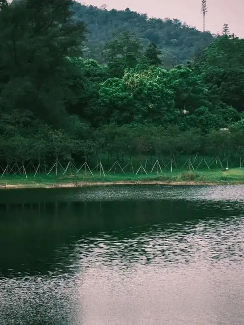 南沙黄山鲁森林公园