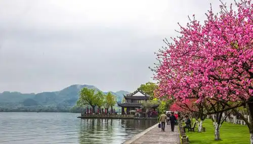 杭州白堤桃花正艳
