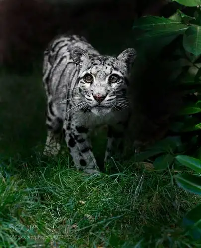 clouded leopard!