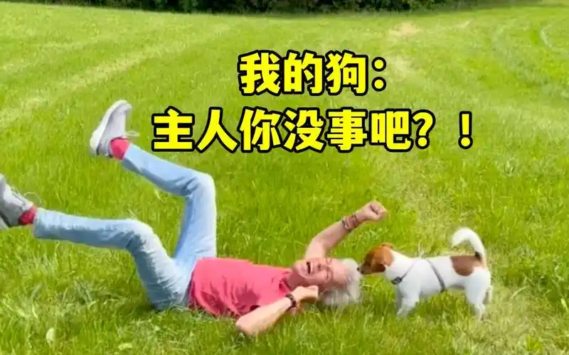 我的狗:主人你没事吧?_哔哩哔哩_bilibili