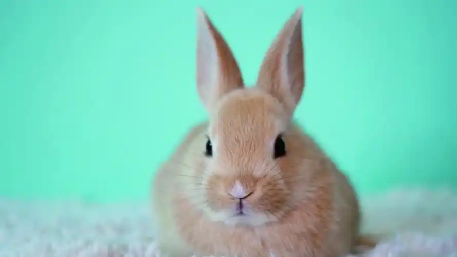 电脑壁纸 动物 可爱的小兔子文艺小清新写真