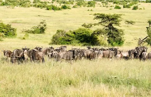 走进东非大草原—人与动物的和谐
