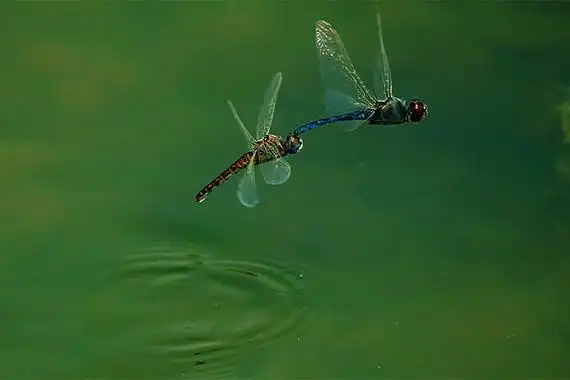 蜻蜓为什么喜欢点水