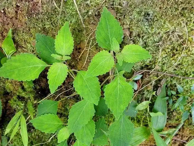 黄鳝菜的学名叫做"溪黄草",也叫"线纹香茶菜"是唇形科香茶菜属植物,其