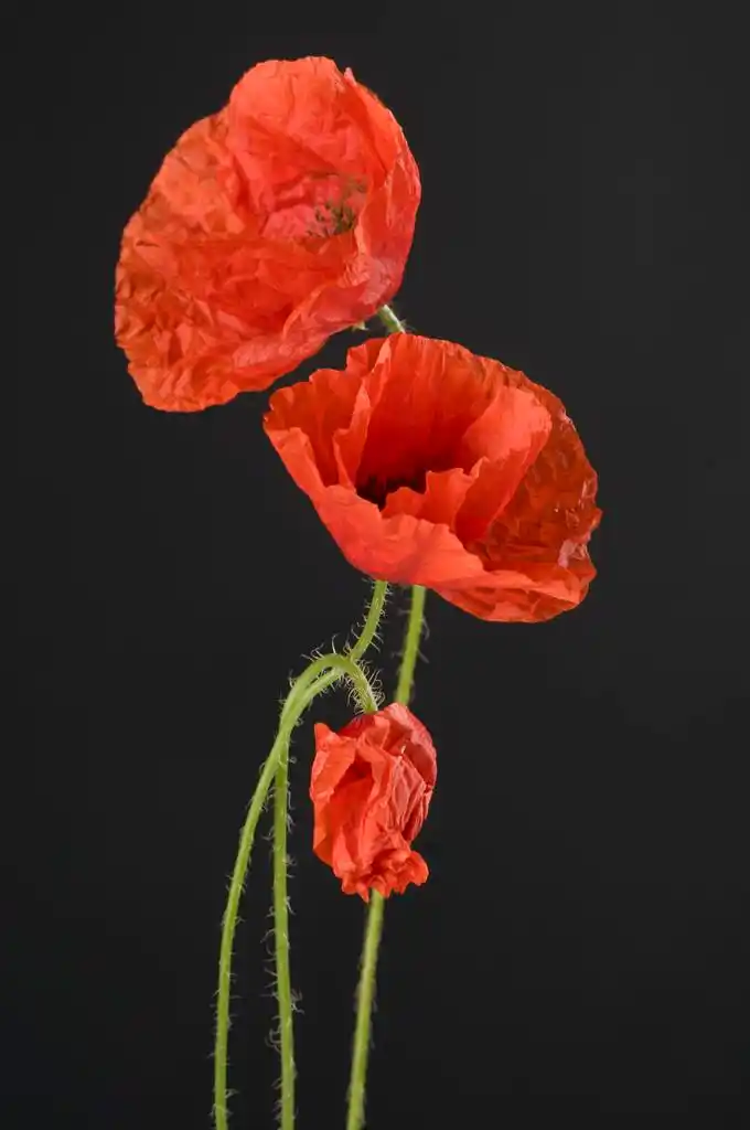 罂粟的花,在黑暗的灰色背景的罂粟花朵