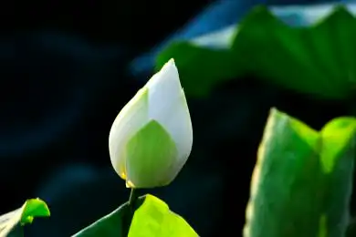 含苞待放的乳白色荷花