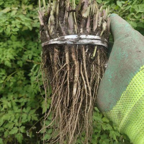 伟博当归苗岷县自产药材当归苗一根一元30根坏单包赔送运费险 当归苗