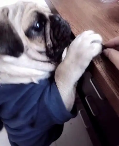 三:老公他姐总是大声骂它很难