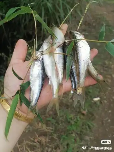 原生态小河鱼