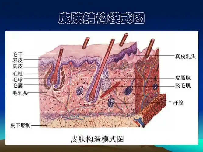 皮肤构造ppt_word文档在线阅读与下载_无忧文档