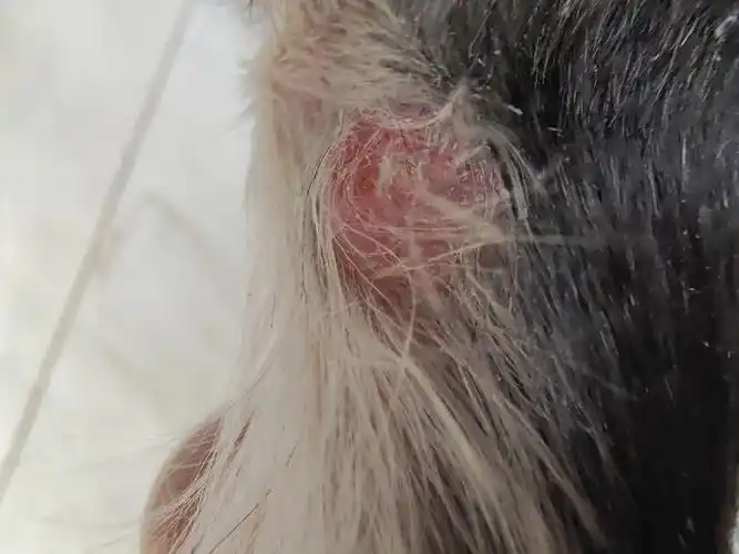 我家雪纳瑞腿上长了个红包,不知是肿瘤还是感染?怎么治?