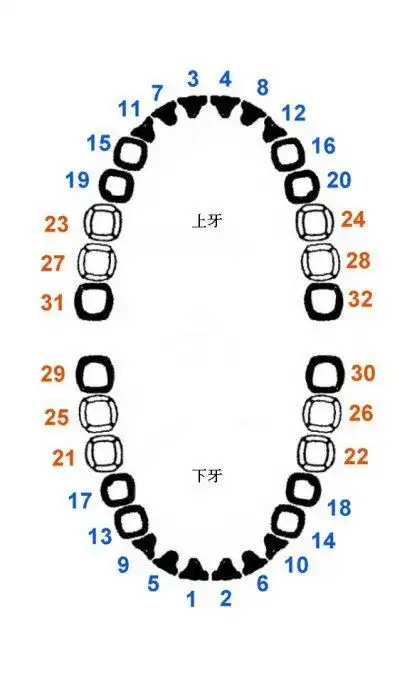牙齿如何编号的?