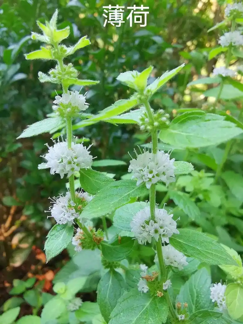 每天认识一种花,薄荷.#手机摄影 #路边随拍 #中草药 #油 - 抖音
