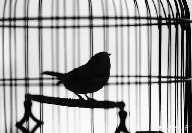 笼中鸟一生的幸福,只有自由和死亡