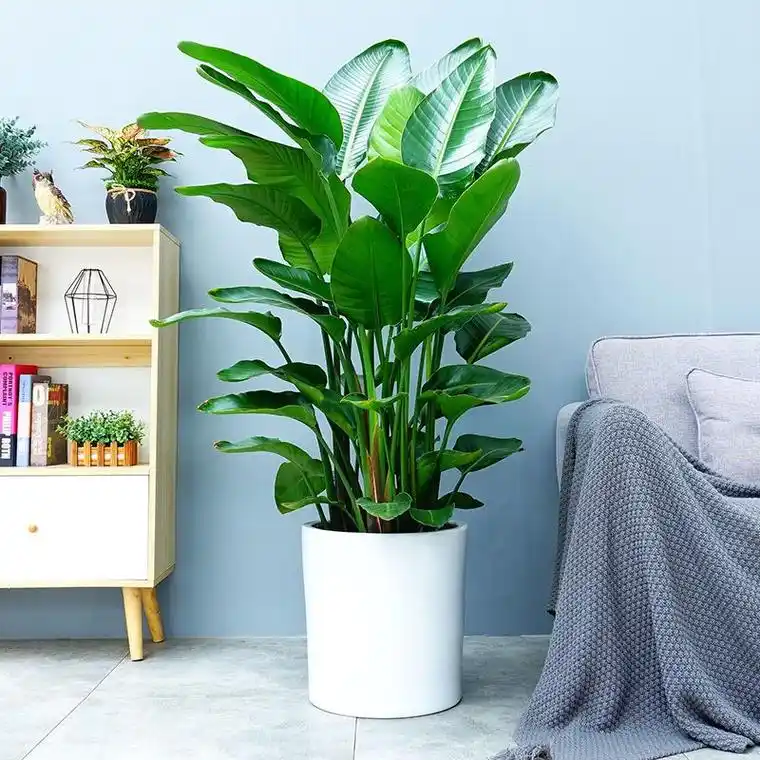天堂鸟绿植室内客厅大型盆栽好养花卉鹤望兰办公室植物除甲醛真花