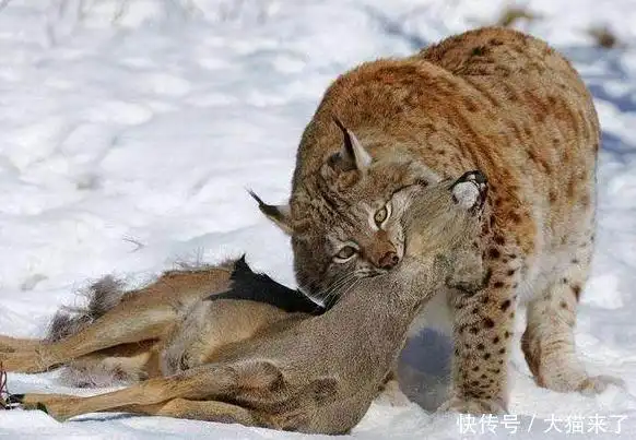 澳大利亚野兔泛滥成灾为何不引入猫科动物中最爱吃野兔的猞猁