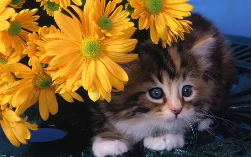 壁纸(一)11 - 1440x900 壁纸下载 - 宠物合集 壁纸(一) - 动物壁纸