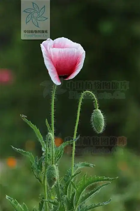 儿子举报父亲干这事···|虞美人|罂粟花|植物|毒品_网易订阅