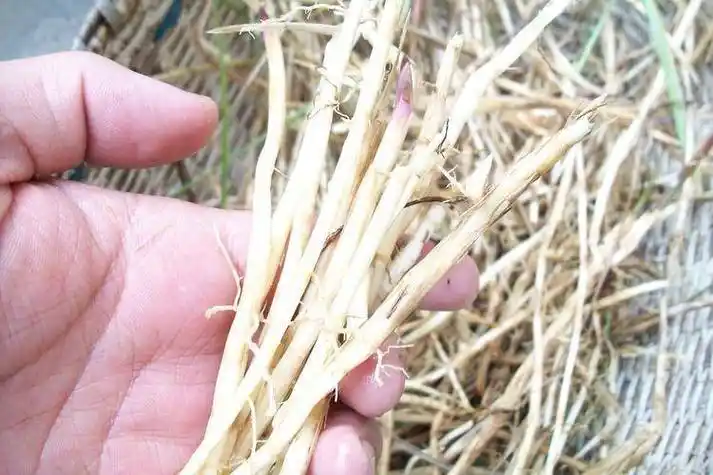 白茅根和鱼腥草的区别:植物种属: 白茅根的学名是radix imperatae