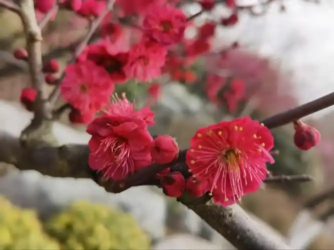 梅花的分类和品赏