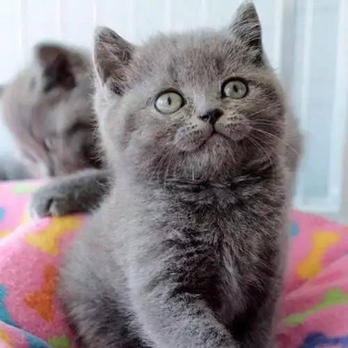 英国短毛蓝猫幼猫活体英短猫折耳猫小猫猫咪猫咪