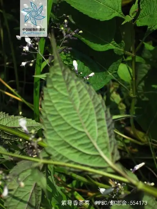 p>紫萼香茶菜(学名: i>isodon /i>  i>forrestii /i> (diels) kud  )