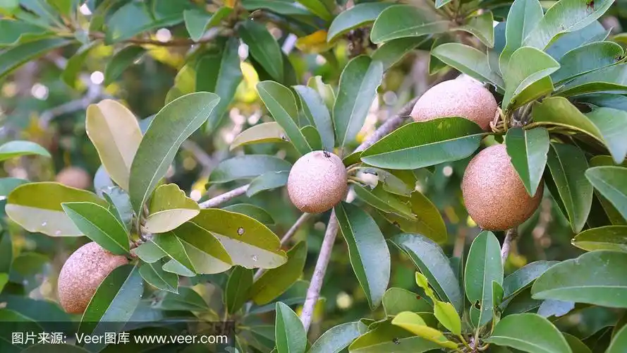 沙菩提树上棕色的果实