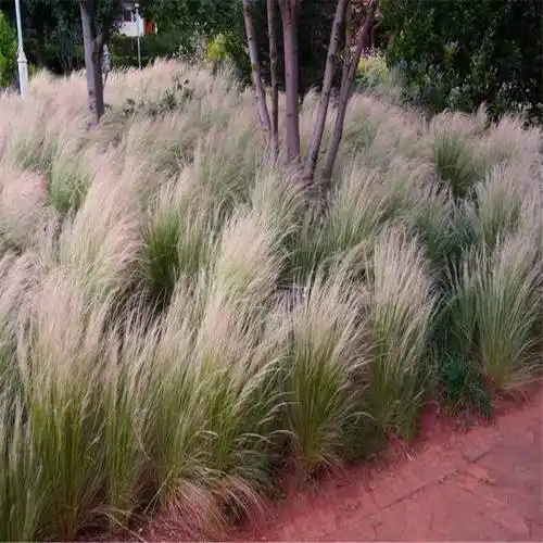 盆栽细茎针茅营养袋细叶针茅青州观赏草基地墨西哥羽毛草