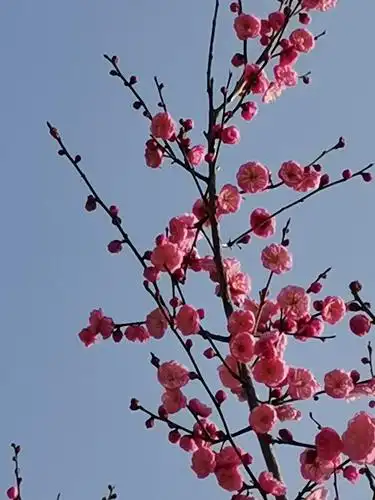 墅苑楼际幽香飘, 蜡梅花(八首) 写美篇雪欺霜冻傲骨生, 一枝独秀满园