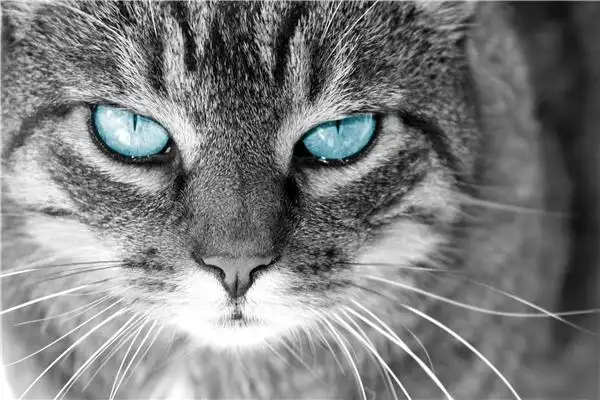 蓝色眼睛图片_图片大全