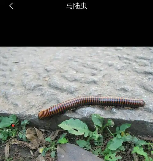 普通的虫子——马陆