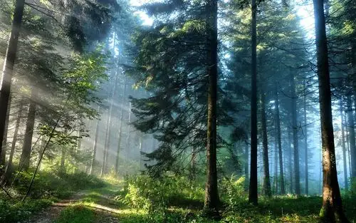 windows 8主题 森林风光 高清壁纸1 - 1680x1050