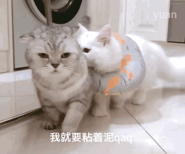 我就要粘着泥qaq猫咪表情包猫咪qaq粘着就要表情