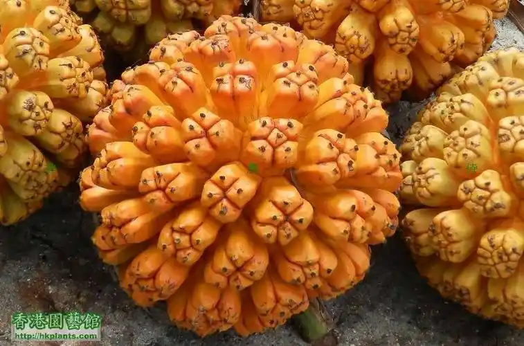 展开全部 露兜果是一种稀有的水果,而且长相也十分奇特,有点像菠萝一