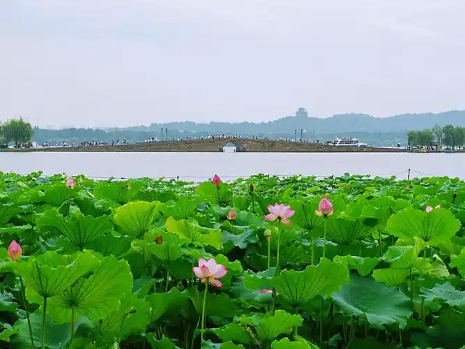 欲把西湖比西子,淡装浓抹总相宜#西湖风景#荷花