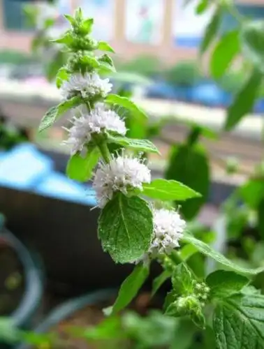 如果跟图一样,就是薄荷,薄荷同样是有花期的.