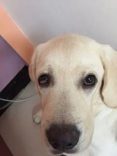 拉拉下眼睑下垂发红眼睛有点睁不开是怎么回事啊