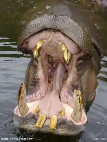 镜头下:野生动物们的牙齿